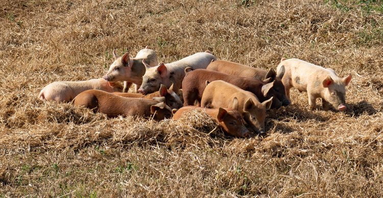 Raised outside in Dixie, Georgia.